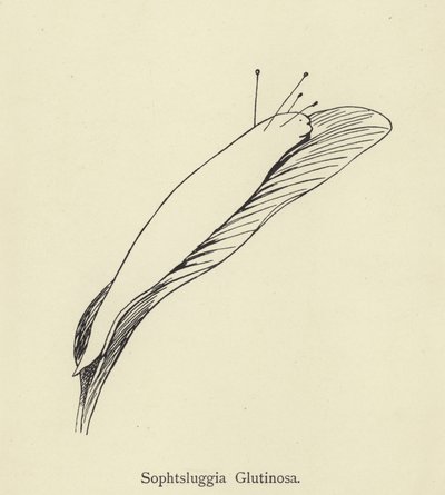 Sophtsluggia Glutinosa von Edward Lear